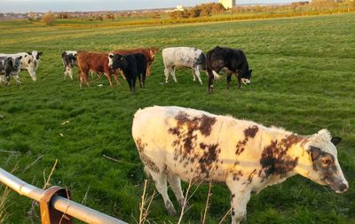 Cows on field