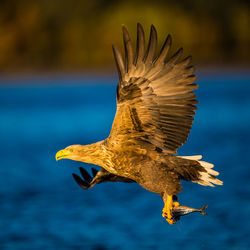 Close-up of eagle holding dead fish while flying over sea