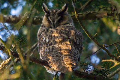 Low angle view of bird perching on tree