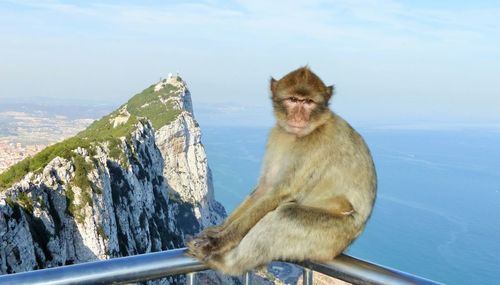 Monkey sitting on mountain against sky