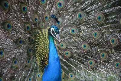 Close-up of peacock with fanned out feathers