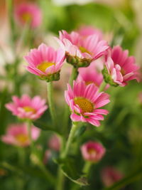 Close-up of pink flowering plants