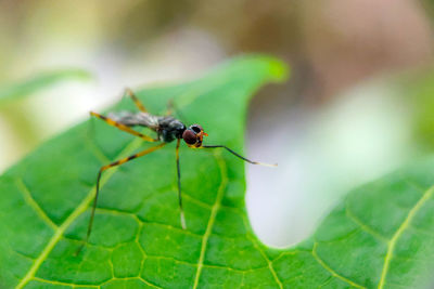 Close-up of insect on leaf