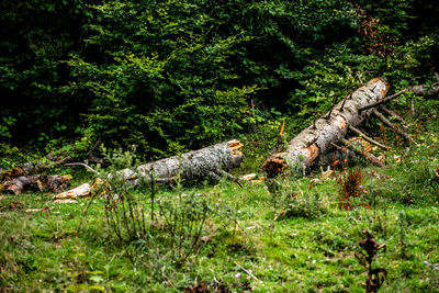 View of a reptile on a field
