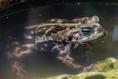 Close-up of frog