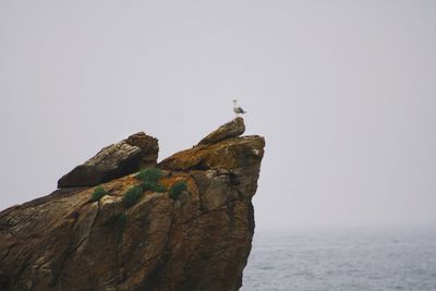 Bird perching on rock by sea against clear sky