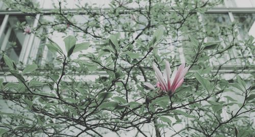 Close-up of flowering plant