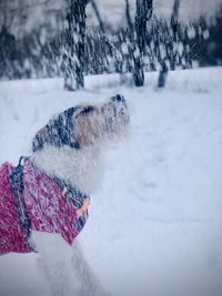 Dog enjoying the snow