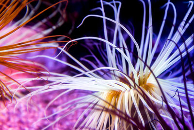 Close-up of purple flowering plants