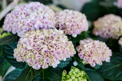 Close-up of pink flowering plant