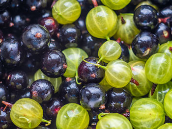 Mixed of currants and gooseberries. close-up.  healthy organic food.