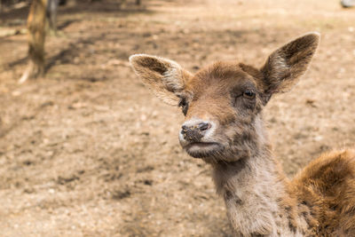 Close-up portrait of a deer