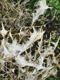 Close-up of frozen spider web on plant during winter