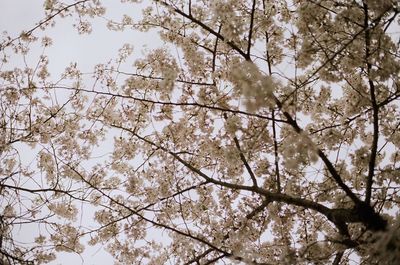 Low angle view of fresh flower tree against sky