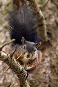 Close-up of squirrel on tree