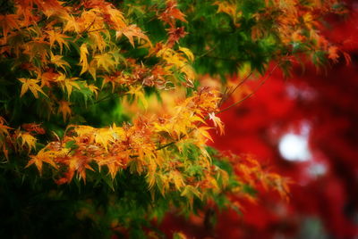 Close-up of leaves during autumn