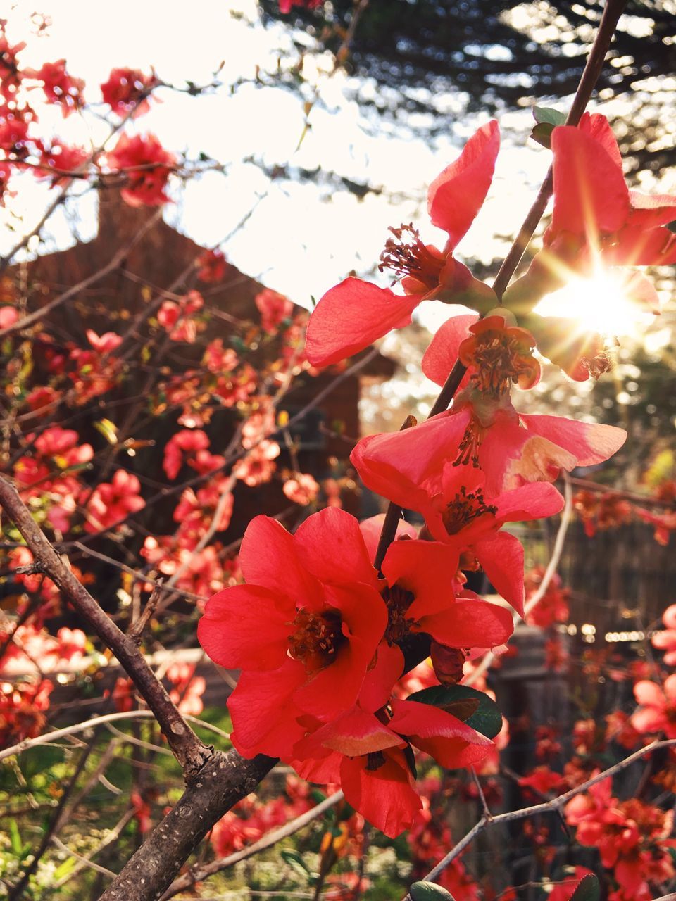 CLOSE-UP OF RED FLOWERING PLANT