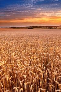 Scenic view of field against sky during sunset