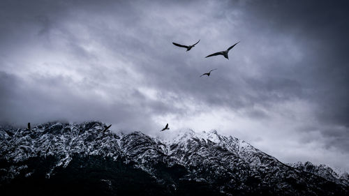 Low angle view of birds flying in sky