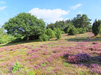 Scenic view of flowering trees on field against sky