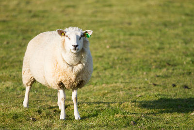 Portrait of sheep standing on field