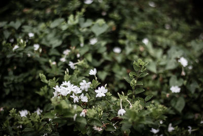 Close-up of white flowering plant