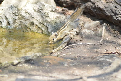 Close-up of lizard on rock