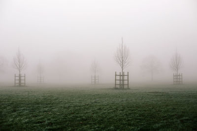 Trees on field against sky during foggy weather