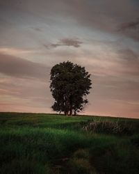 Tree on field against sky during sunset