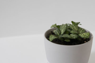 Close-up of drink against white background