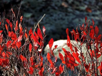 Close-up of red flowers