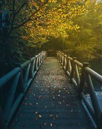 Bridge in forest