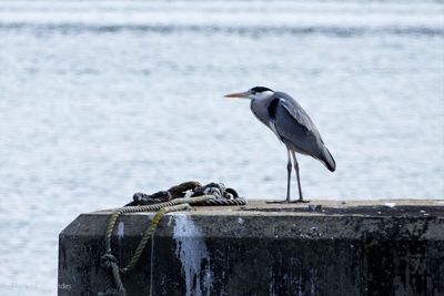 Bird perching on wooden post