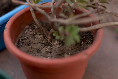 High angle view of potted plant in pot
