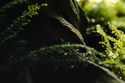 Close-up of fern leaves on tree