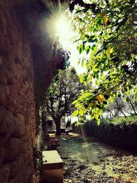 Sun shining through trees in park