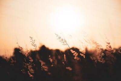 Close-up of grass growing on field against clear sky