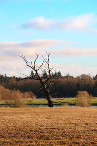 Trees on field against cloudy sky