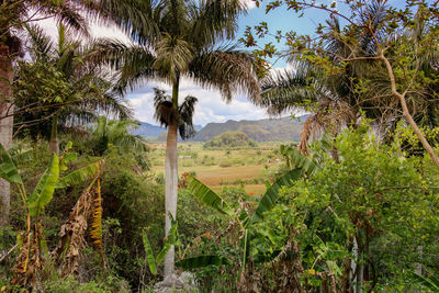 View of palm trees on landscape against sky