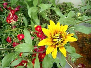 Close-up of yellow flower
