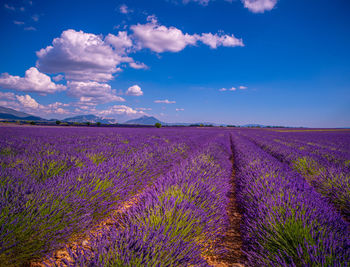 Scenic view of lavender field against sky