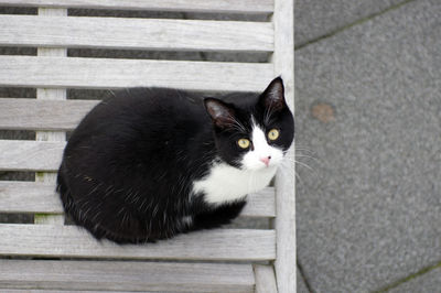 Portrait of black cat sitting on wood