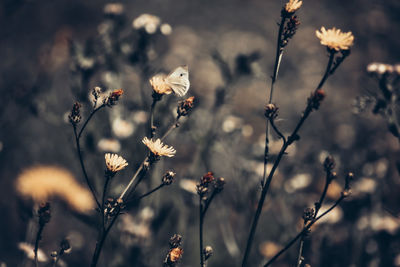 Close-up of flowering plants