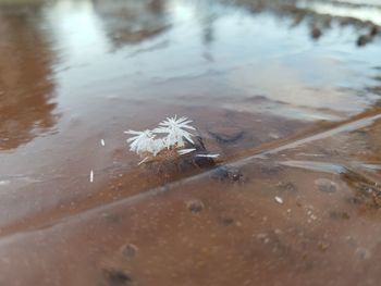 Close-up of wet grass during winter