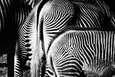 Close-up of two zebra