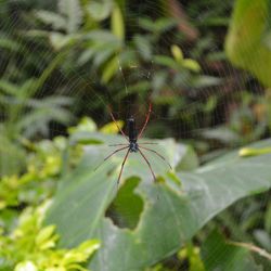 Close-up of spider on web