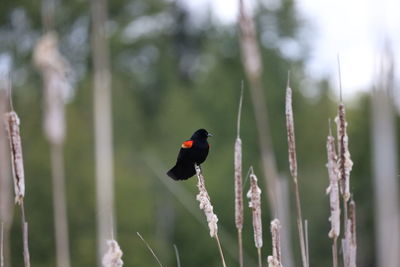 Close-up of bird perching on plant