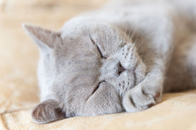 Close-up of a cat sleeping