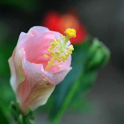 flower, petal, fragility, flower head, freshness, close-up, focus on foreground, beauty in nature, growth, single flower, nature, blooming, selective focus, plant, bud, in bloom, yellow, stem, pink color, no people