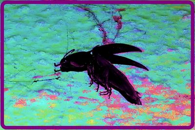 Close-up of black insect on leaf